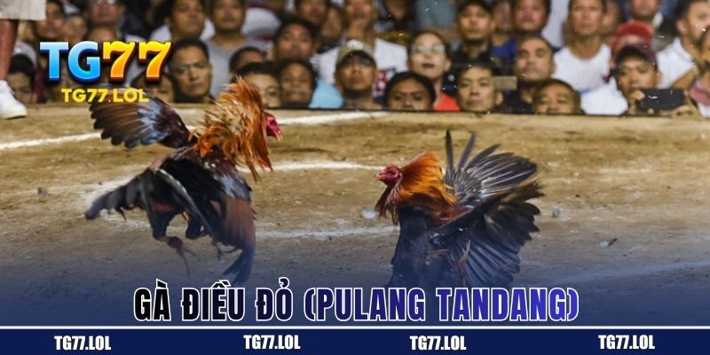 Pulang Tandang